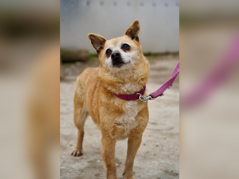 Unkomplizierte Ellie sucht ihr Zuhause