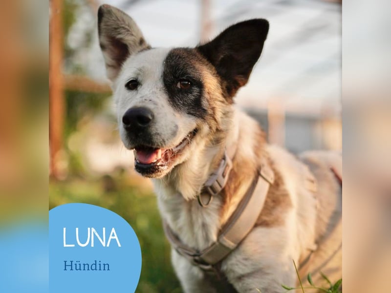 Souveräne Luna sucht ihre Familie