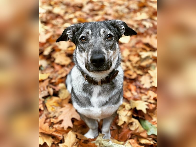 Kleine Svea sucht neues Zuhause