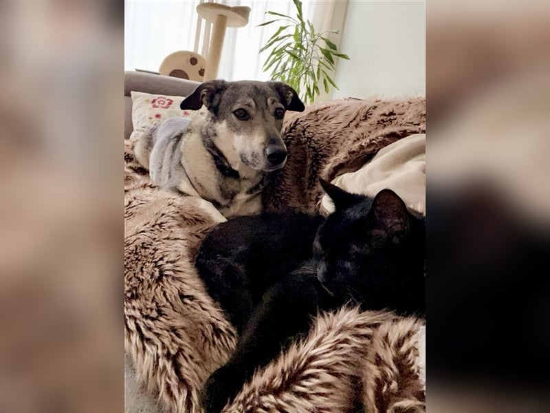 Kleine Svea sucht neues Zuhause