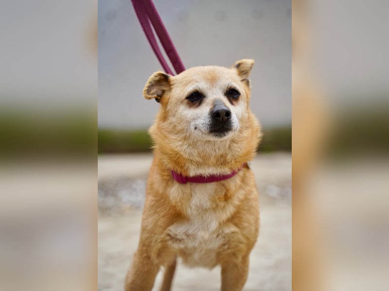 Unkomplizierte Ellie sucht ihr Zuhause