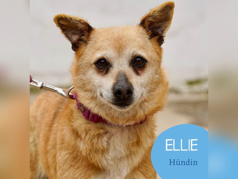 Unkomplizierte Ellie sucht ihr Zuhause