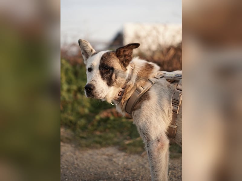 Souveräne Luna sucht ihre Familie