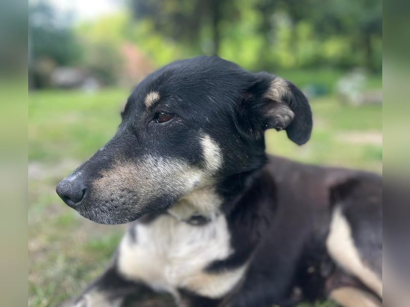 Ruhige Sadie sucht ihre Menschen