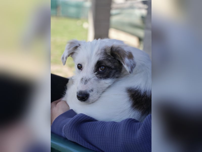 Kleine Milly sucht erfahrene Menschen