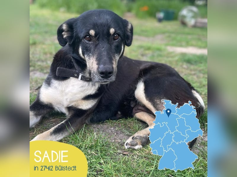 Ruhige Sadie sucht ihre Menschen