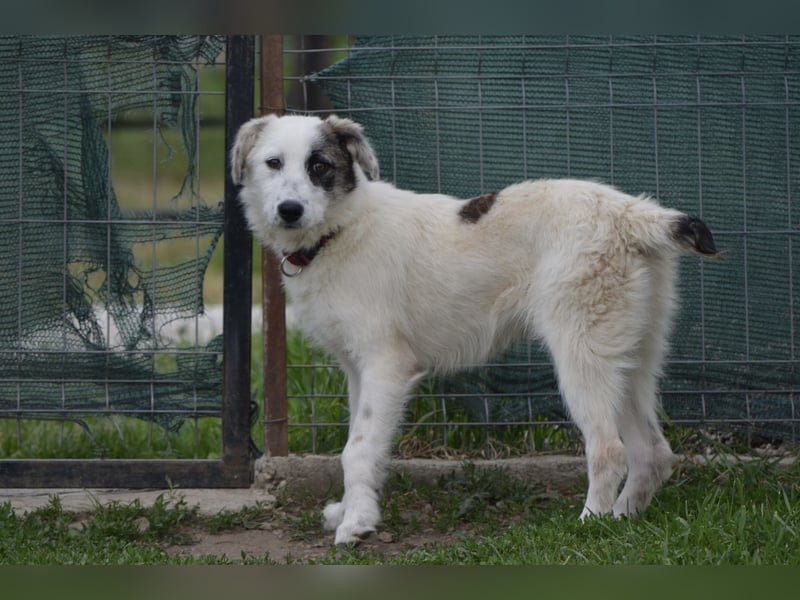 Kleine Milly sucht erfahrene Menschen