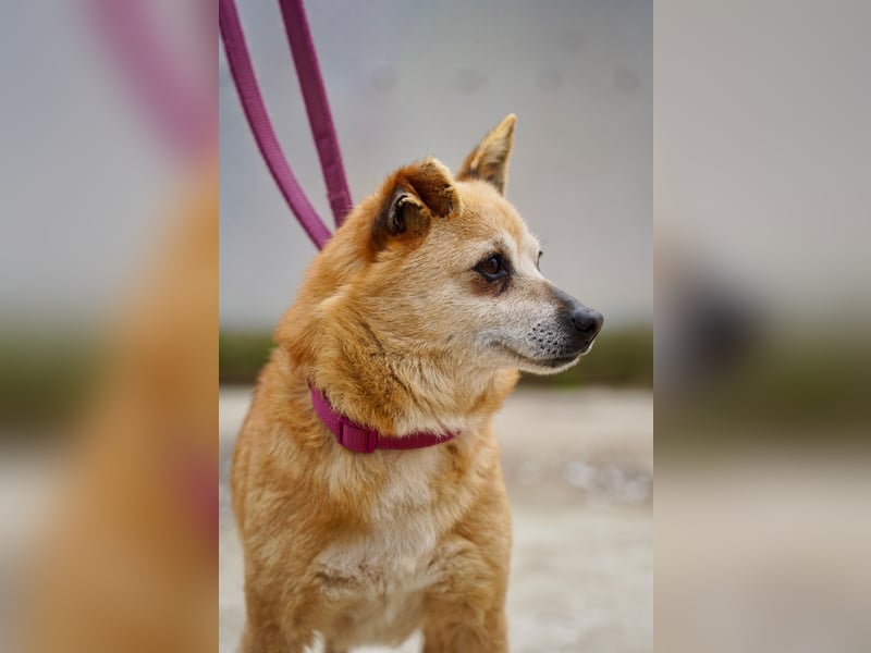 Unkomplizierte Ellie sucht ihr Zuhause
