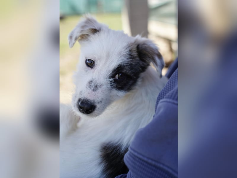 Kleine Milly sucht erfahrene Menschen