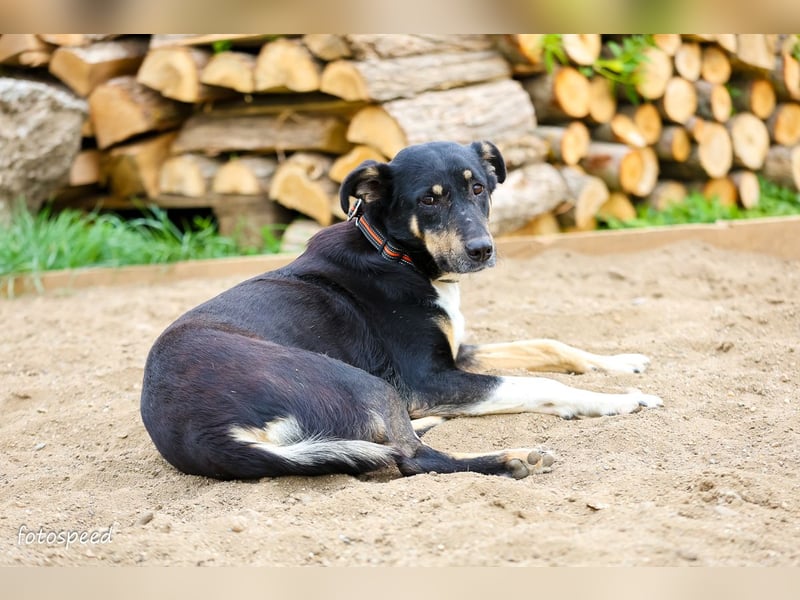 Ruhige Sadie sucht ihre Menschen