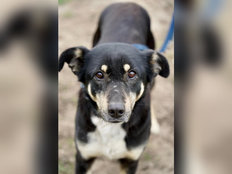Ruhige Sadie sucht ihre Menschen