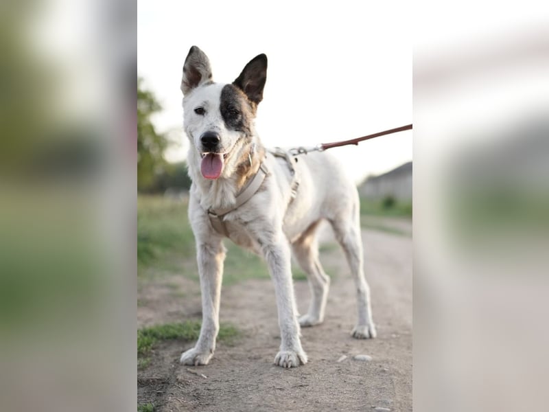 Souveräne Luna sucht ihre Familie