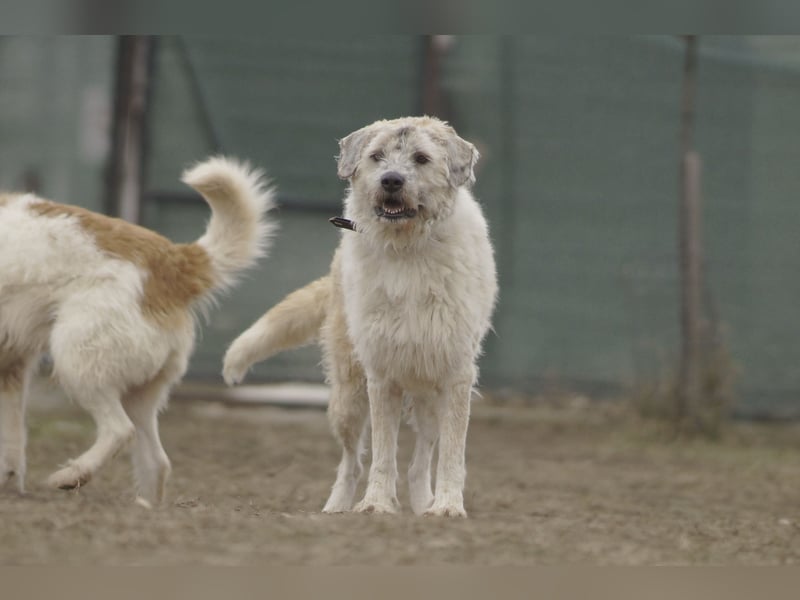 Freundliche Daisy sucht ihr Zuhause