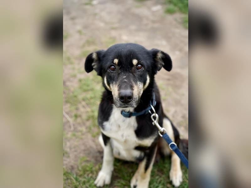 Ruhige Sadie sucht ihre Menschen