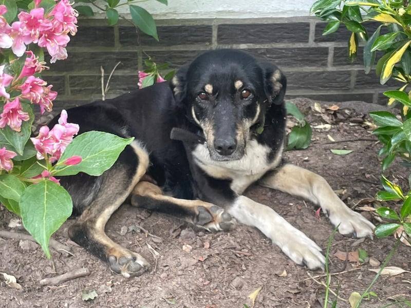 Ruhige Sadie sucht ihre Menschen