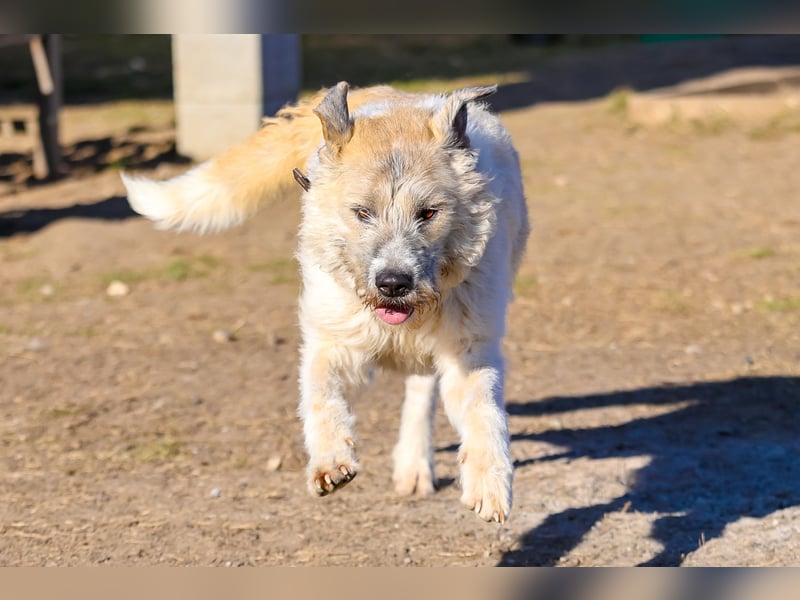 Freundliche Daisy sucht ihr Zuhause