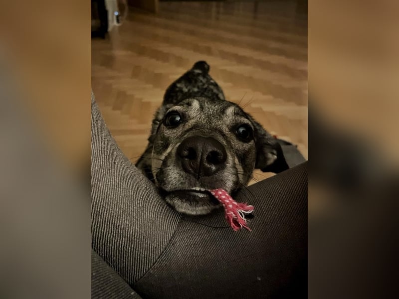 Kleine Svea sucht neues Zuhause