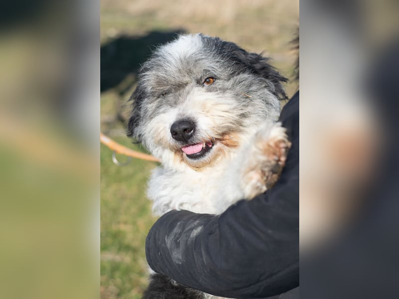 Freundliche Bella sucht ihr Zuhause