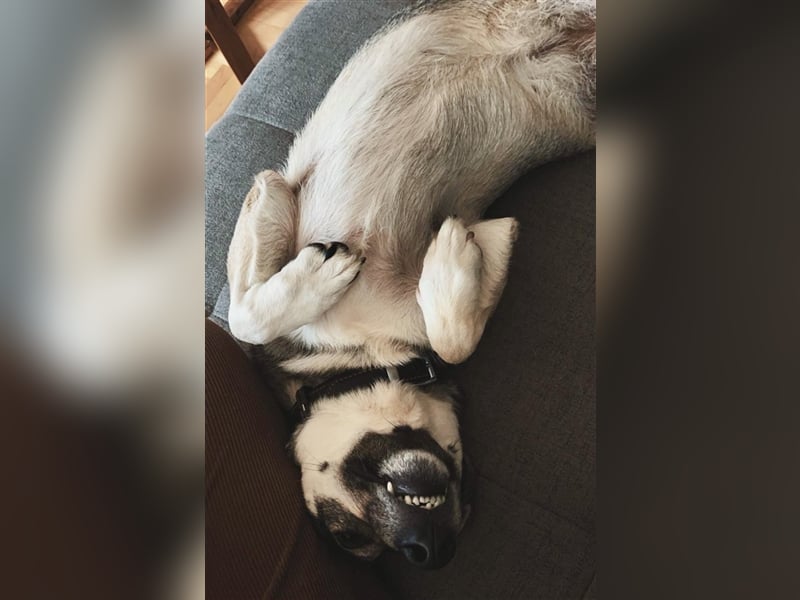 Kleine Svea sucht neues Zuhause