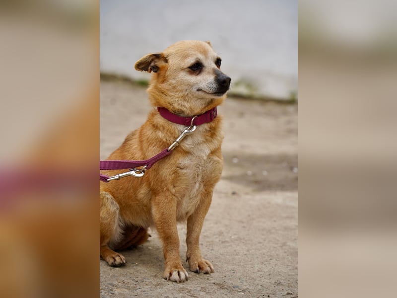 Unkomplizierte Ellie sucht ihr Zuhause