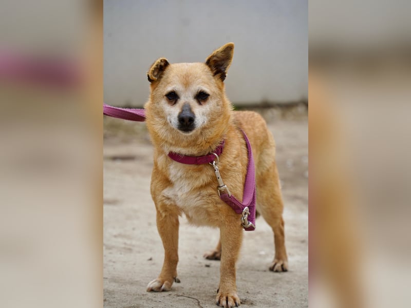 Unkomplizierte Ellie sucht ihr Zuhause