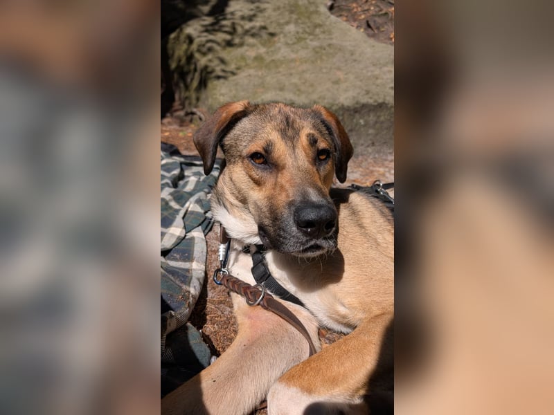 freundliche Tierschutzhündin, Nena, sucht Familie