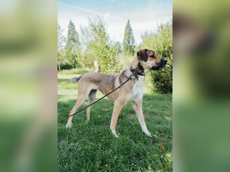 freundliche Tierschutzhündin, Nena, sucht Familie