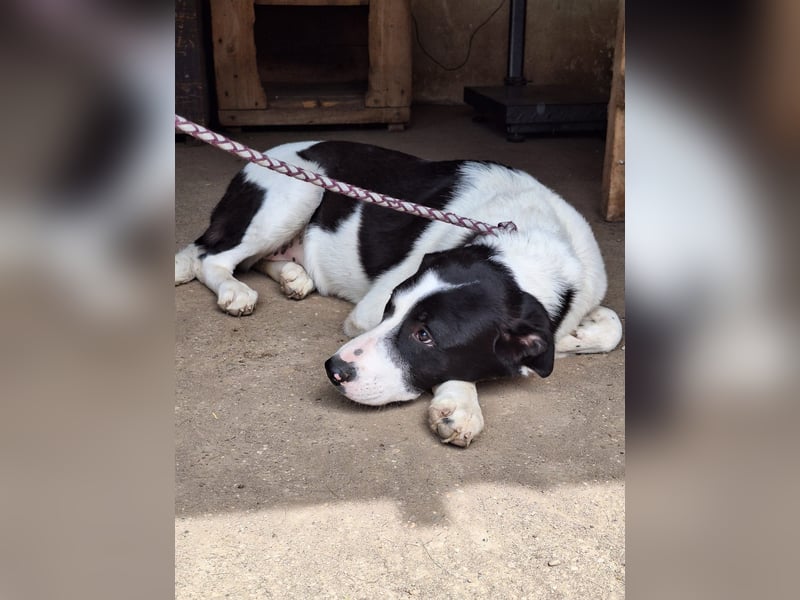 Hündin Nala stellt sich vor