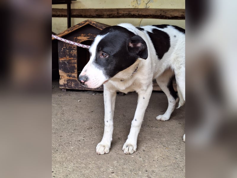 Hündin Nala stellt sich vor