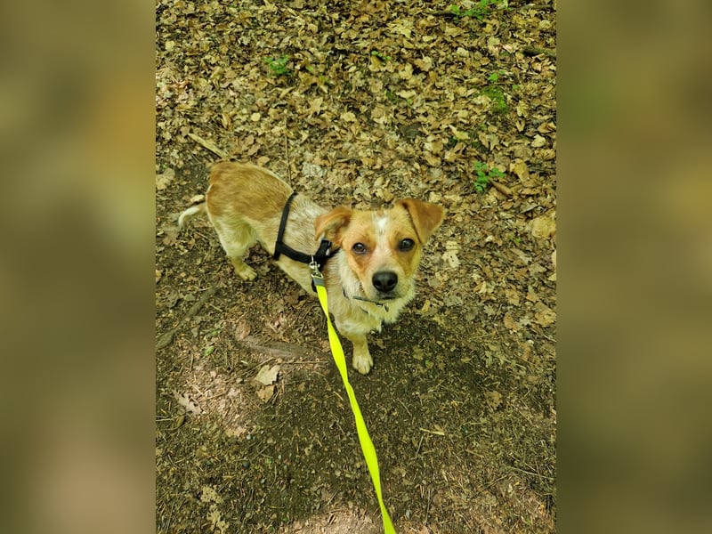Kleine Zaubermaus Amali(1 Jahr/35 cm/9 kg) sucht liebevolles Zuhause