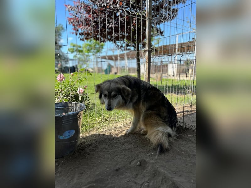Amber Tierschutzhund sucht ein Zuhause