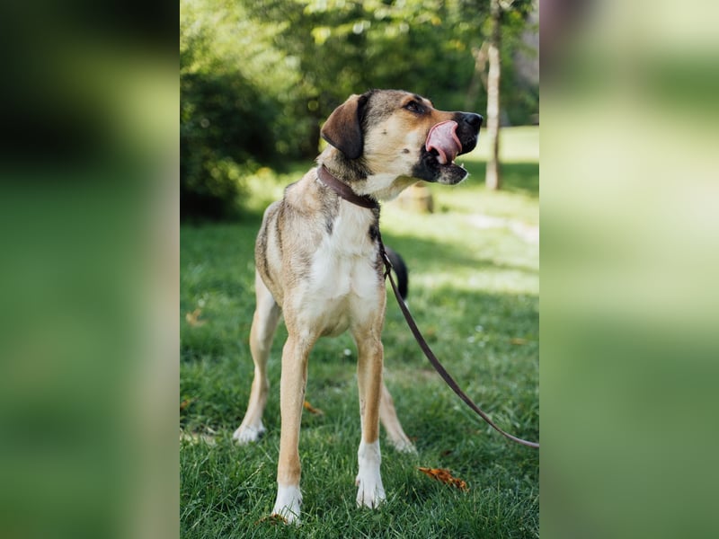 freundliche Tierschutzhündin, Nena, sucht Familie