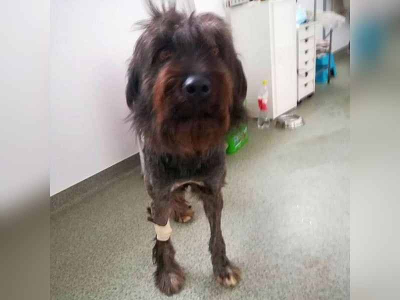 Ronja sucht ihre Familie