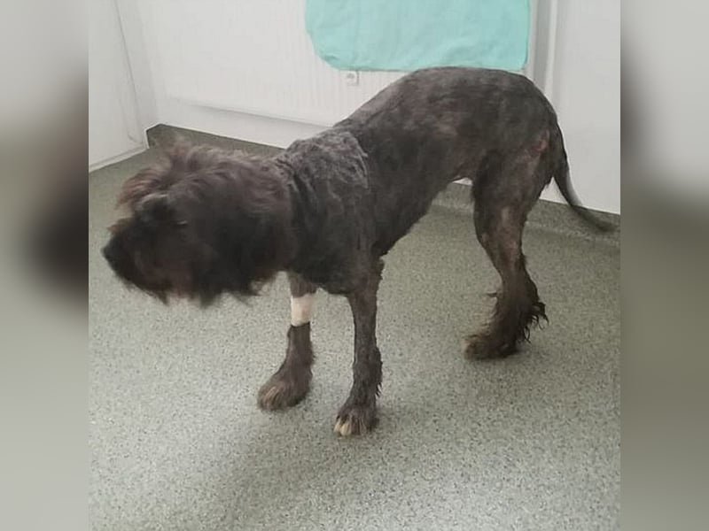 Ronja sucht ihre Familie
