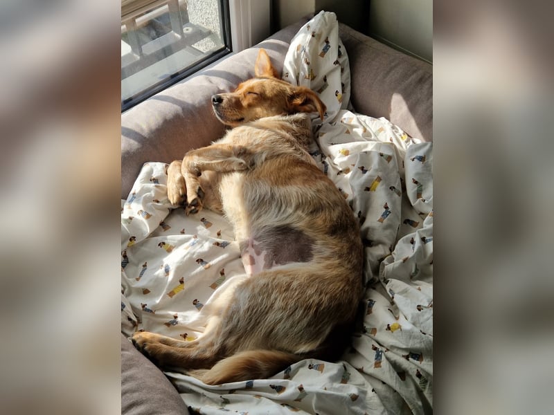 Kleine Zaubermaus Amali(1 Jahr/35 cm/9 kg) sucht liebevolles Zuhause