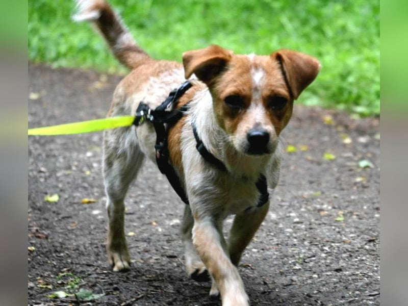 Kleine Zaubermaus Amali(1 Jahr/35 cm/9 kg) sucht liebevolles Zuhause
