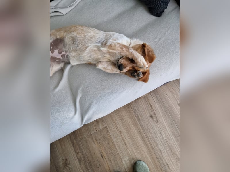 Kleine Zaubermaus Amali(1 Jahr/35 cm/9 kg) sucht liebevolles Zuhause