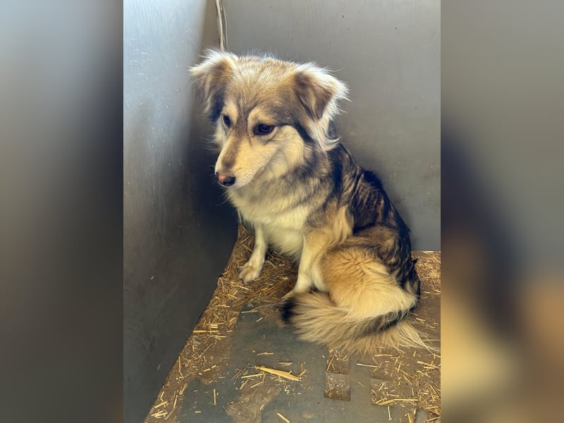 Amber Tierschutzhund sucht ein Zuhause