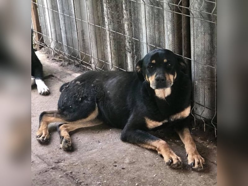 Rotti sucht ihre Familie