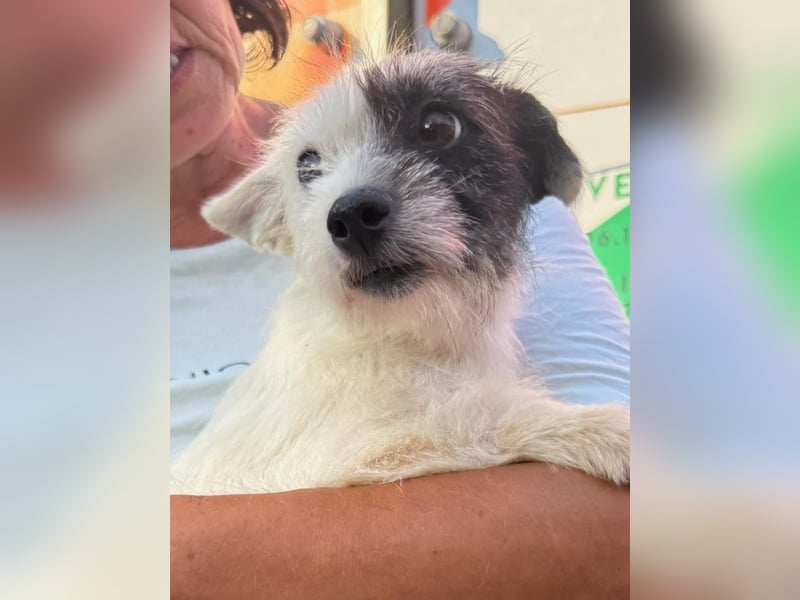 ⭐️TIVI⭐️, Hündin, 2 Jahre, 30 cm, Mischling, Tierschutz