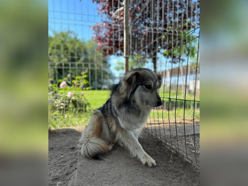 Amber Tierschutzhund sucht ein Zuhause