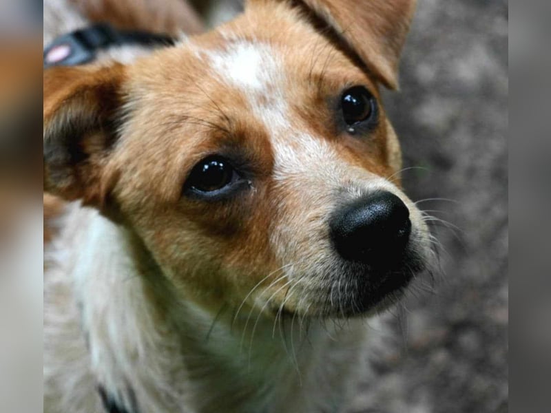 Kleine Zaubermaus Amali(1 Jahr/35 cm/9 kg) sucht liebevolles Zuhause