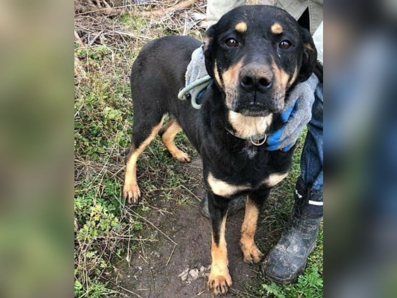 Rotti sucht ihre Familie