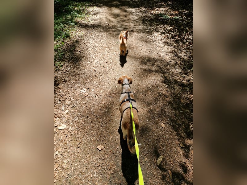 Kleine Zaubermaus Amali(1 Jahr/35 cm/9 kg) sucht liebevolles Zuhause