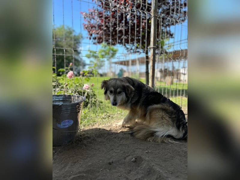 Amber Tierschutzhund sucht ein Zuhause