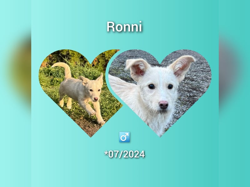 Welpenmädel Ronni möchte Rumänien verlassen