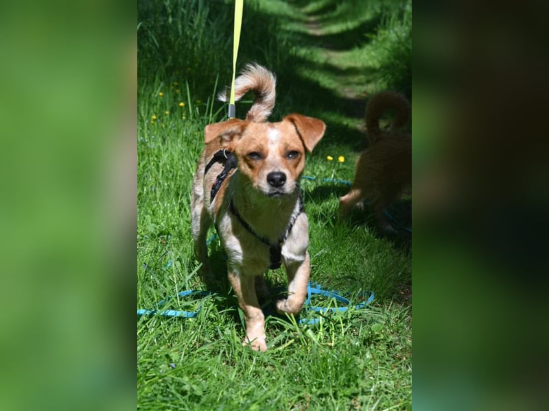 Kleine Zaubermaus Amali(1 Jahr/35 cm/9 kg) sucht liebevolles Zuhause