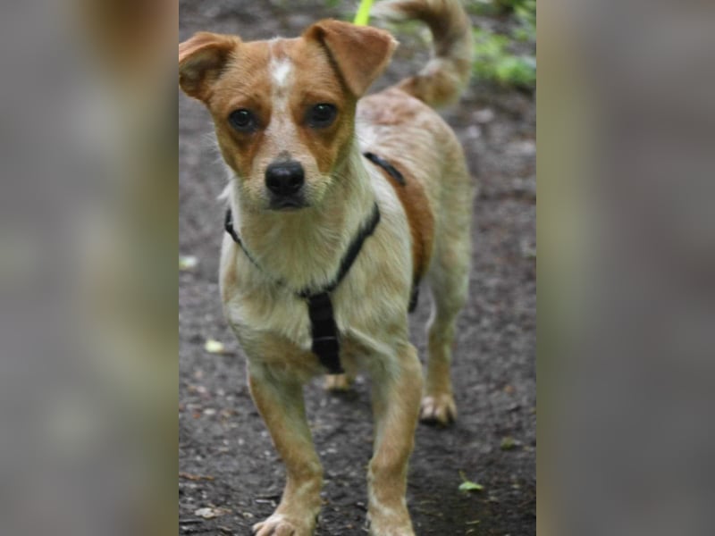 Kleine Zaubermaus Amali(1 Jahr/35 cm/9 kg) sucht liebevolles Zuhause
