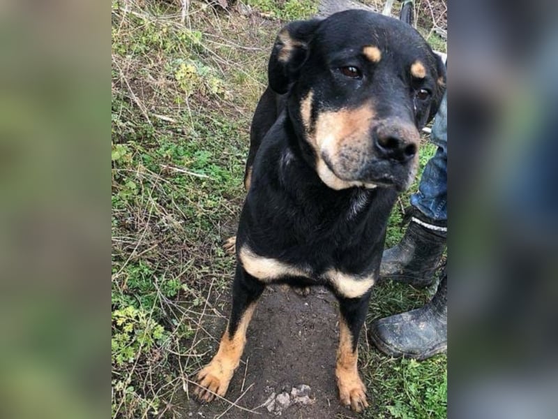 Rotti sucht ihre Familie