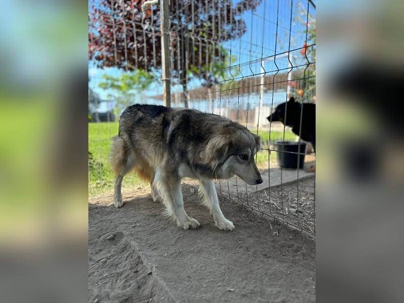 Amber Tierschutzhund sucht ein Zuhause